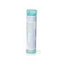 ARNICA MONTANA gra hom 200CH